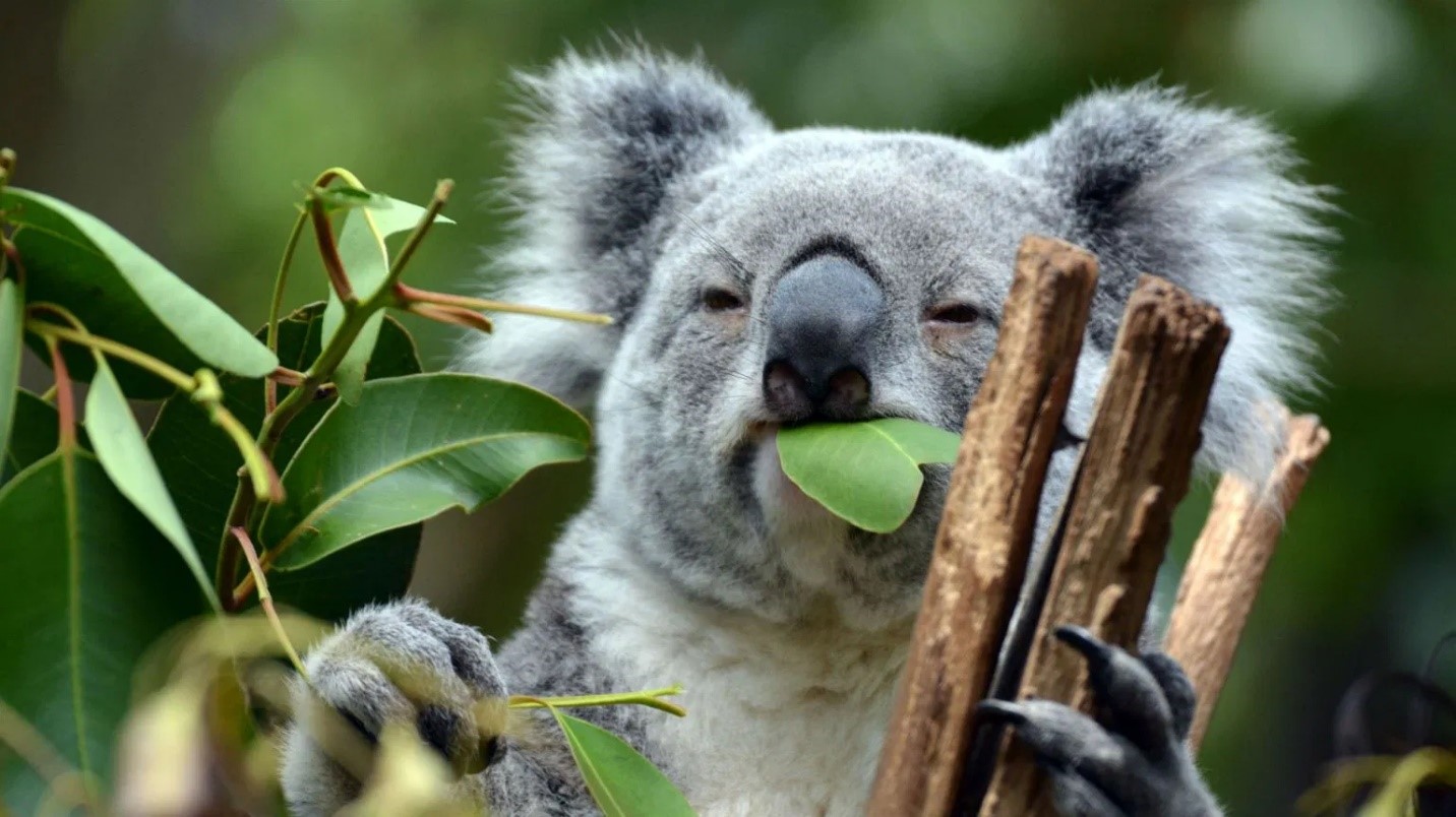 KOALA PRESENTATION